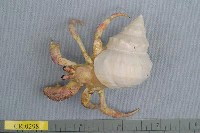 藏品(三崎低寄居蟹)的圖片